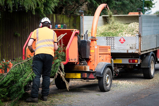 Best Affordable Tree Cutting  in Wimauma, FL